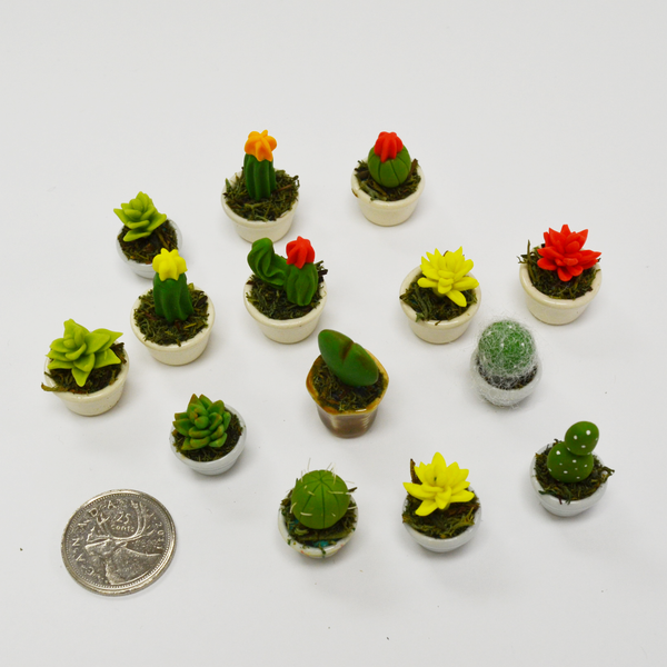 Miniature Succulent - Ball Cactus
