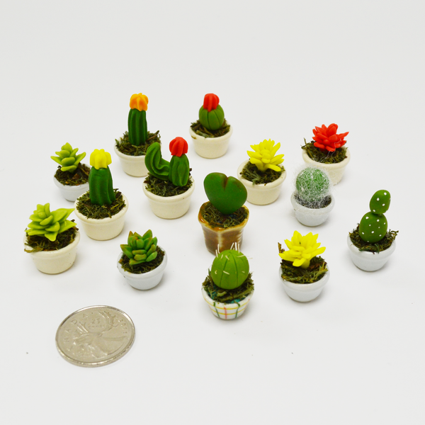Miniature Succulent - Prickly Pear Cactus