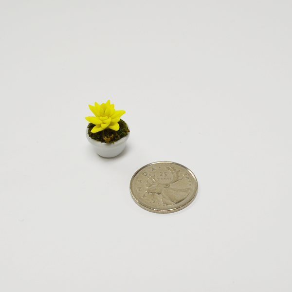 Miniature Succulent - Echeveria
