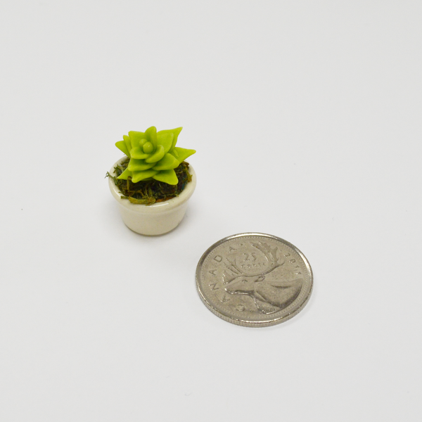 Miniature Succulent - Echeveria