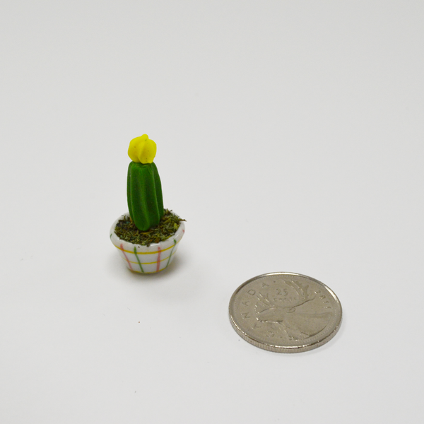 Miniature Succulent - Chin Cactus