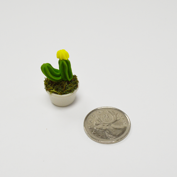 Miniature Succulent - Chin Cactus