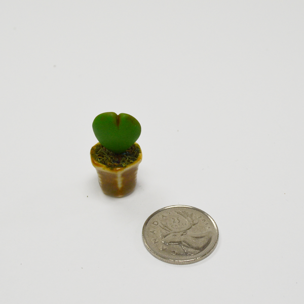 Miniature Succulent - Sweetheart Hoya Cactus