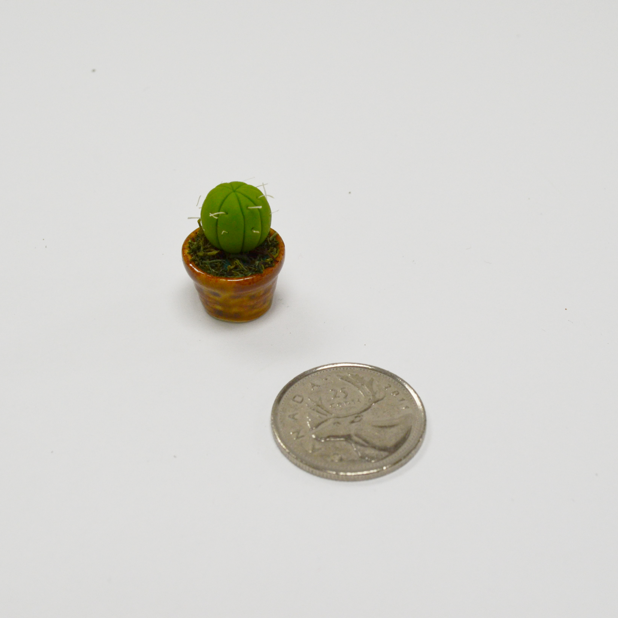 Miniature Succulent - Ball Cactus
