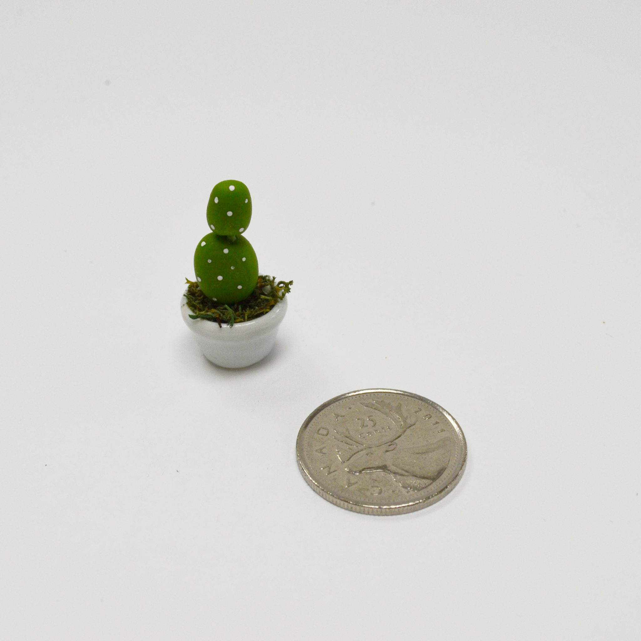 coin with prickly pear cactus Miniature Succulent