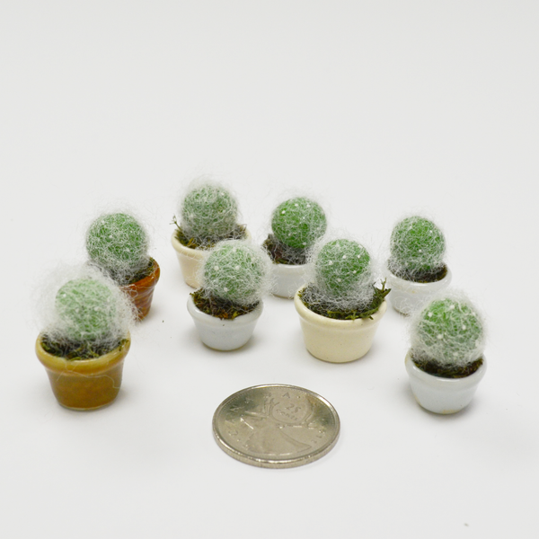 old man succulent Miniature Succulent
