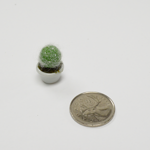 Miniature Succulent - Old Man Cactus
