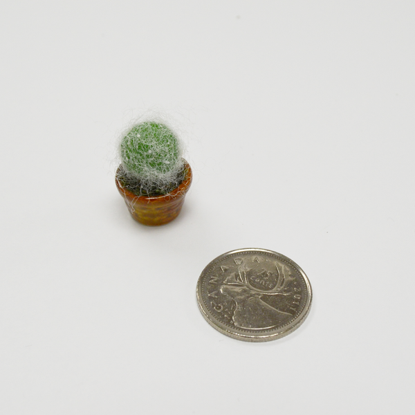 Miniature Succulent - Old Man Cactus